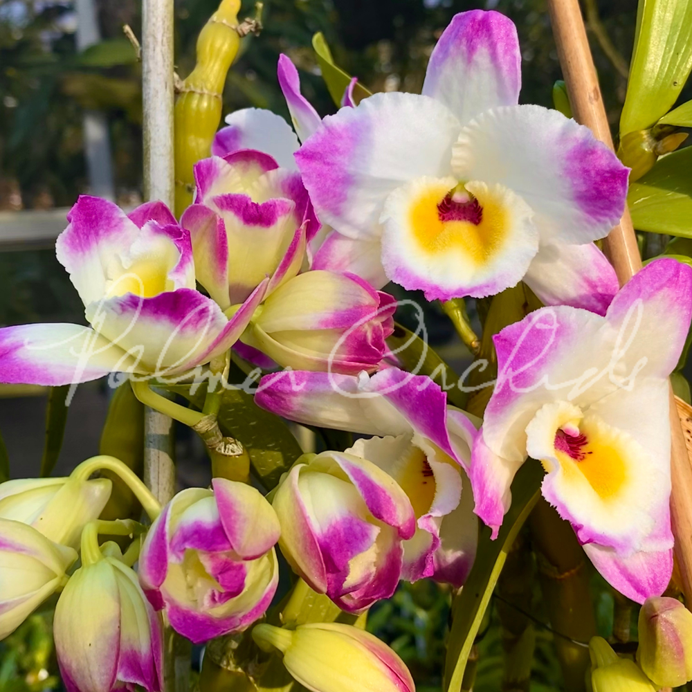 Den. Silky White 'Yukiko' — Palmer Orchids